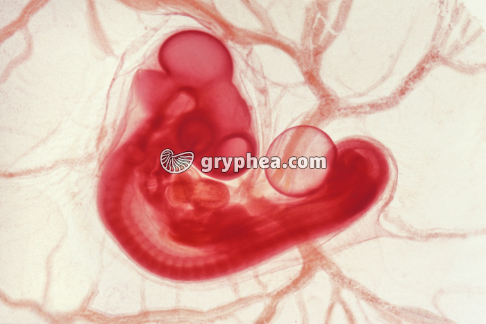 Poulet - Embryon au stade 72 h x3 - gryphea.com
